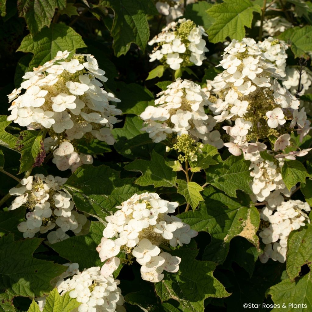 Tammihortensia Yeti