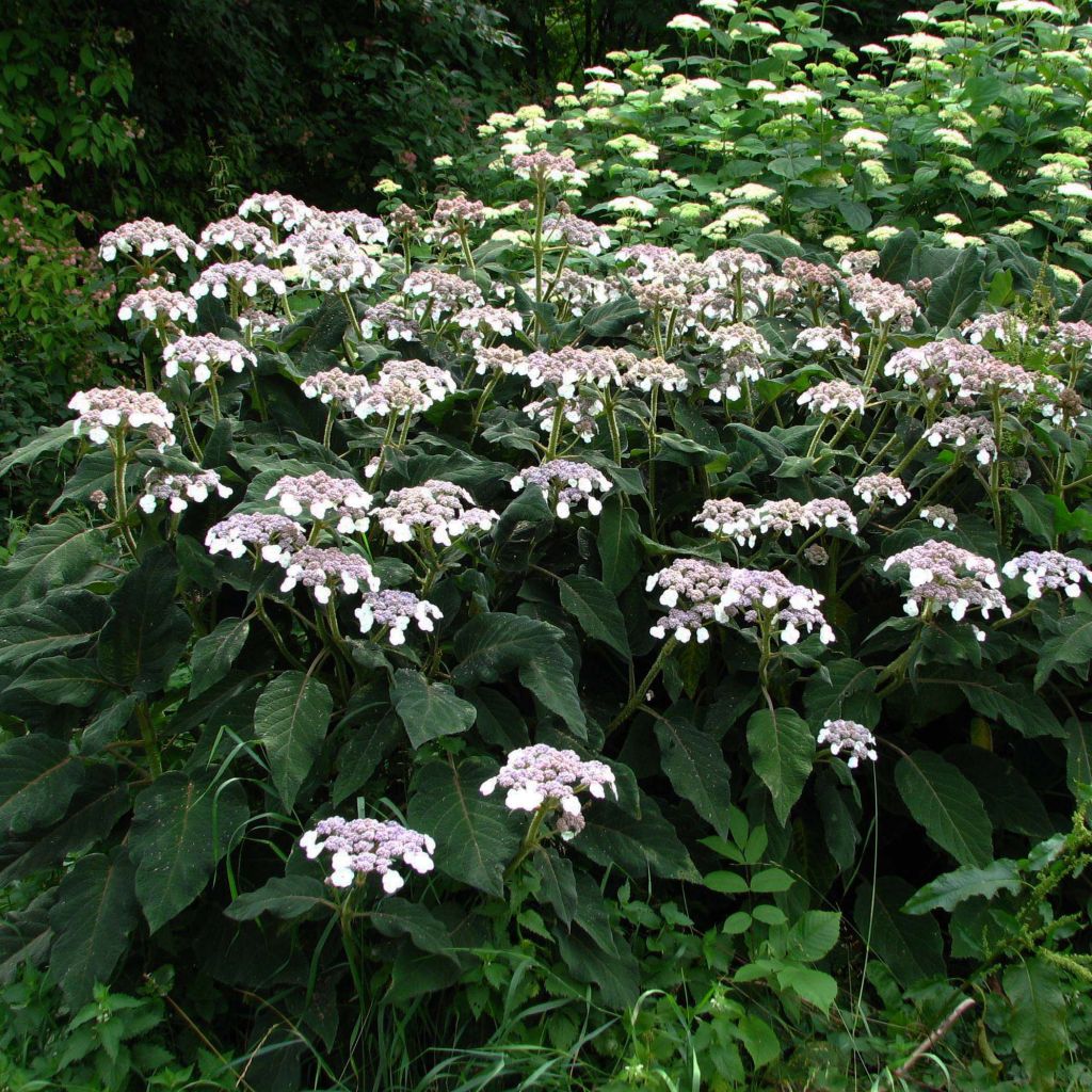 Samettihortensia - Hydrangea aspera subsp.sargentiana