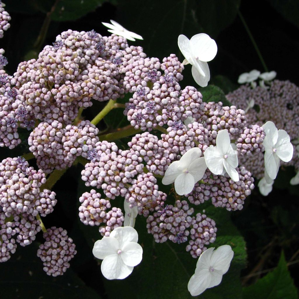 Samettihortensia - Hydrangea aspera subsp.sargentiana