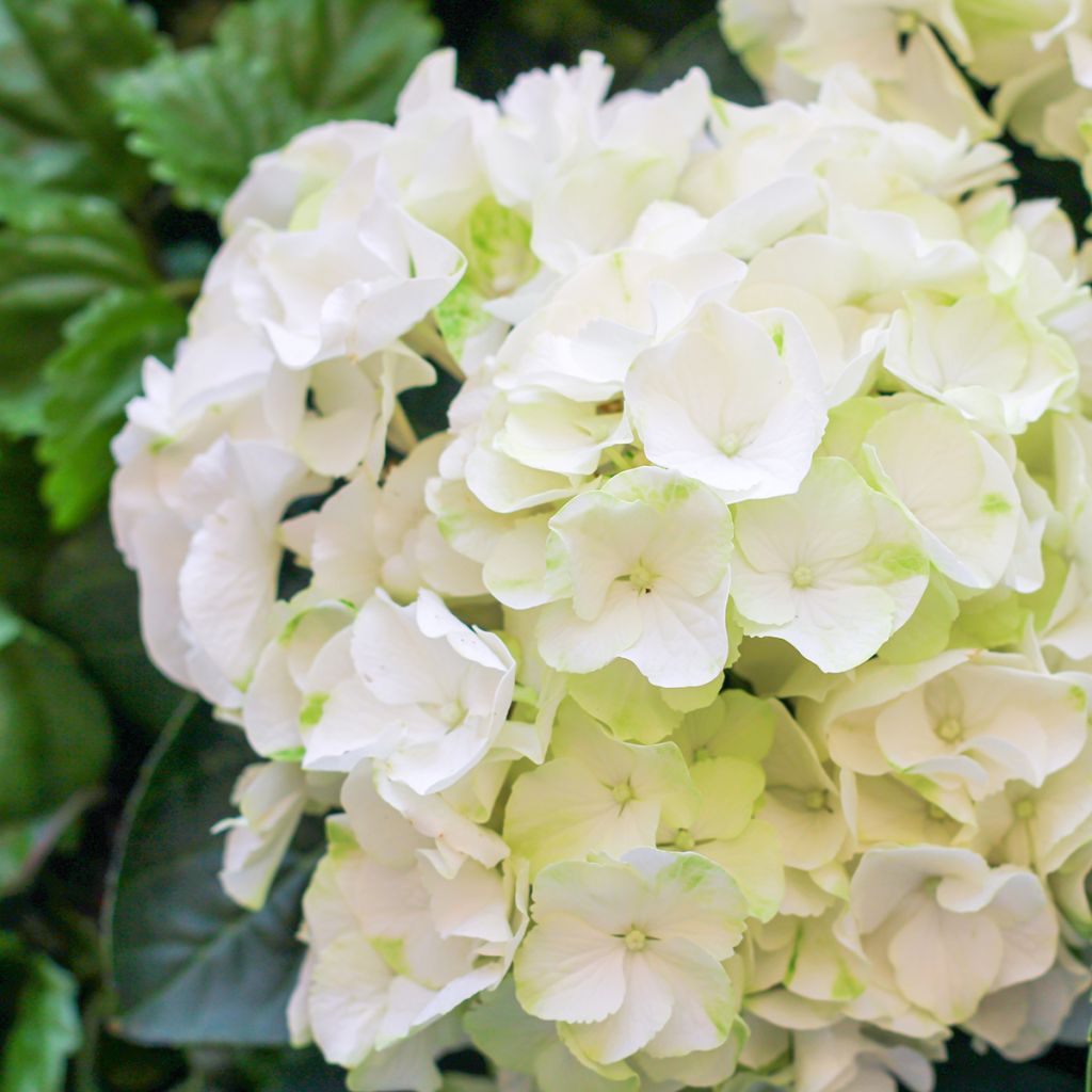 Jalohortensia Bright White