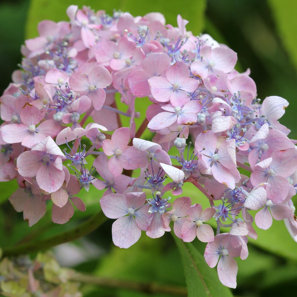 Jalohortensia Spreading beauty
