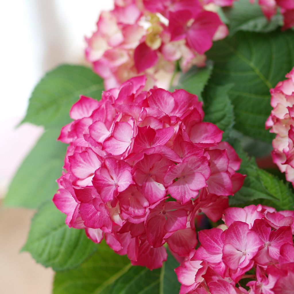 Jalohortensia Dutch Ladies Selma