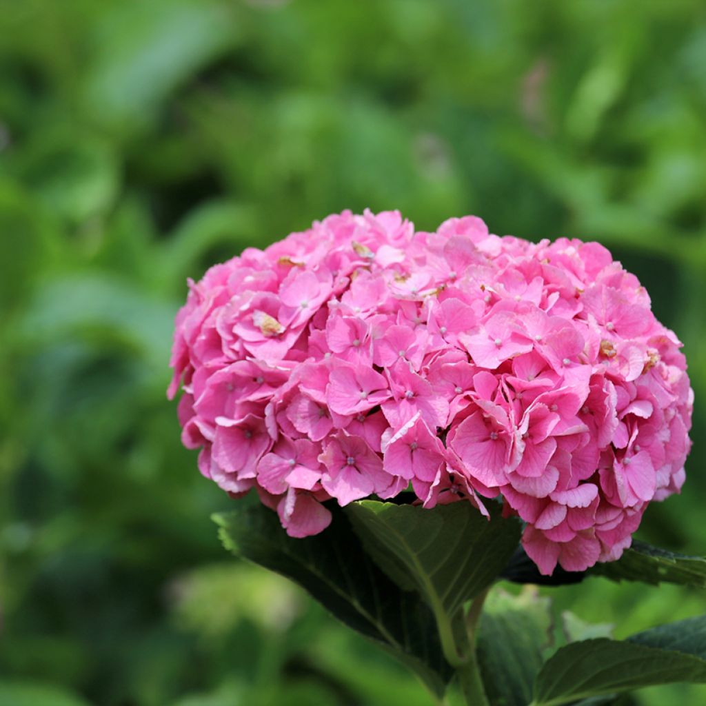 Jalohortensia Dutch Ladies Selma