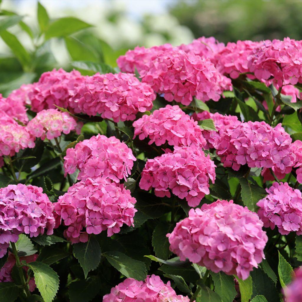 Jalohortensia Dutch Ladies Selma