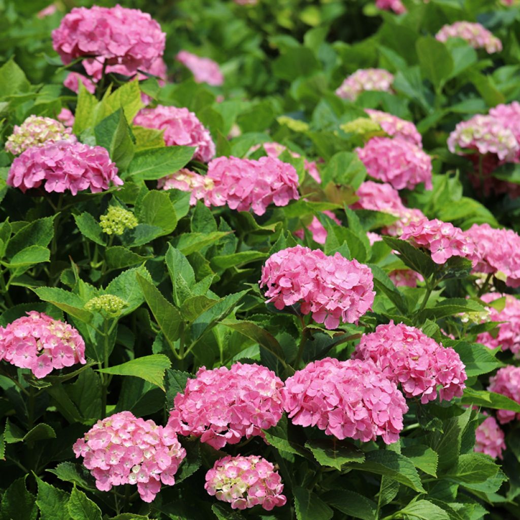 Jalohortensia Dutch Ladies Selma