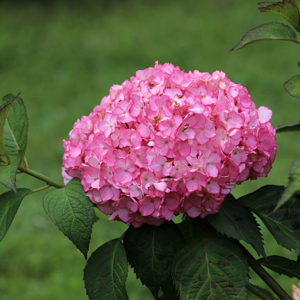 Jalohortensia Dutch Ladies Selma