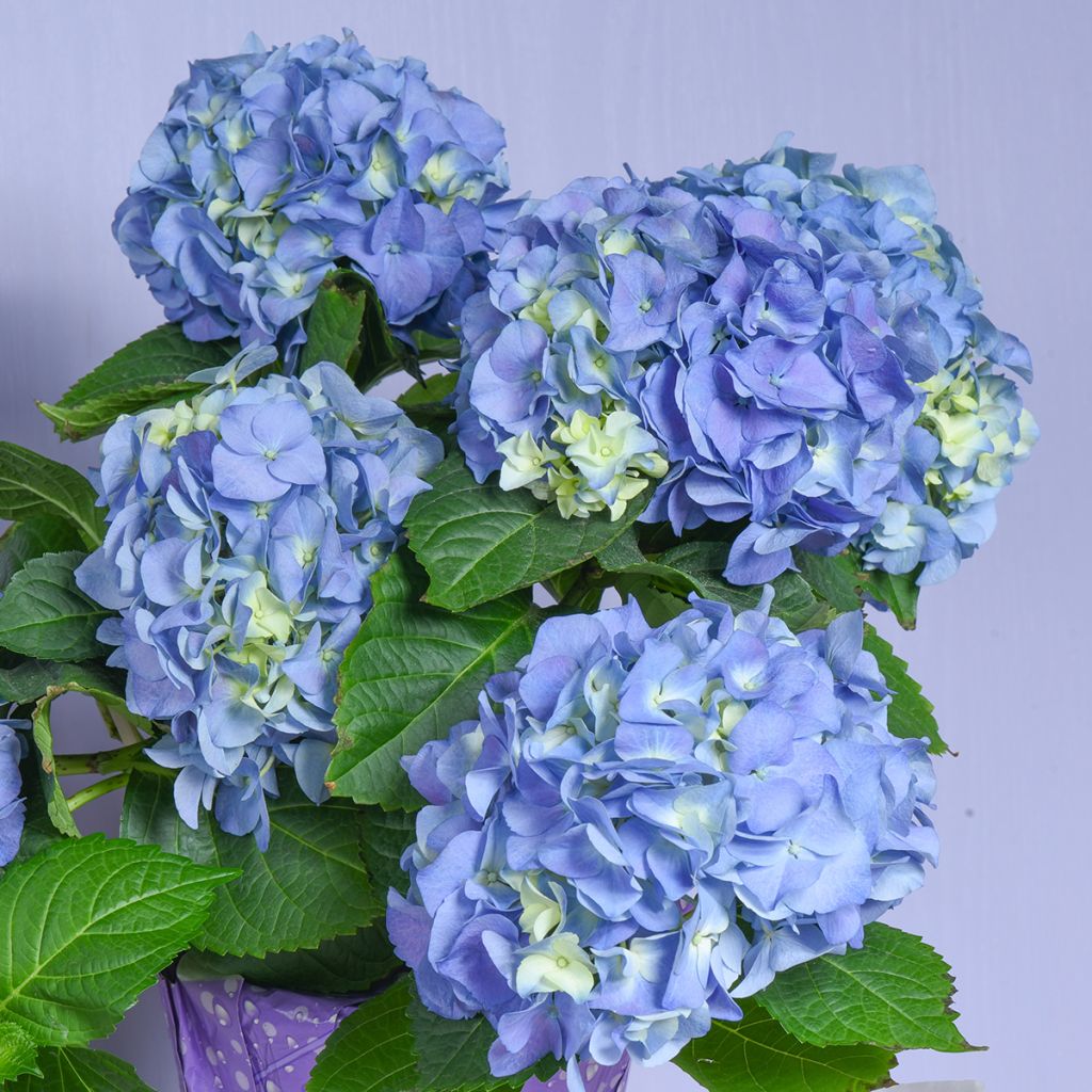 Jalohortensia Early Blue
