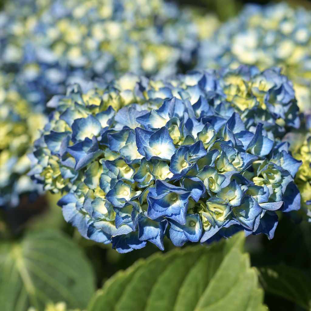 Jalohortensia Renate Steiniger
