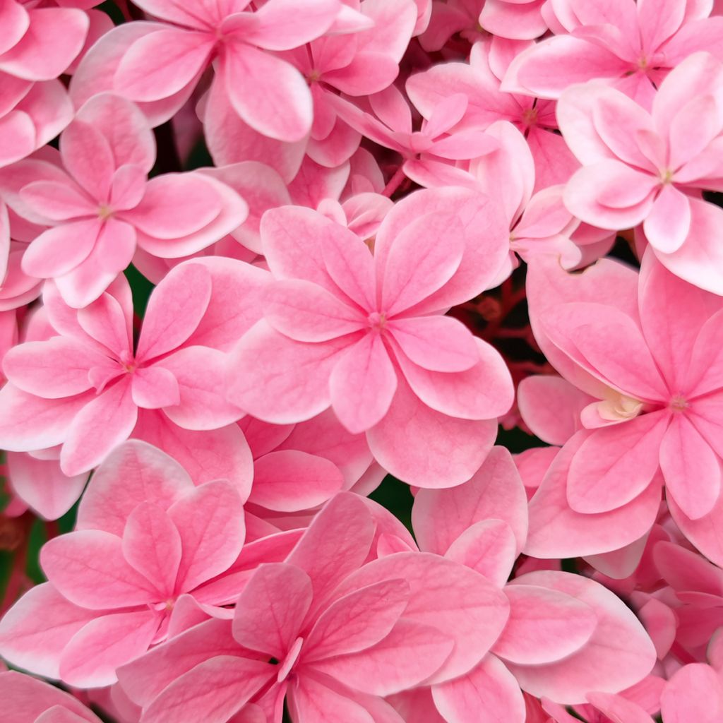 Jalohortensia Tinkerbell