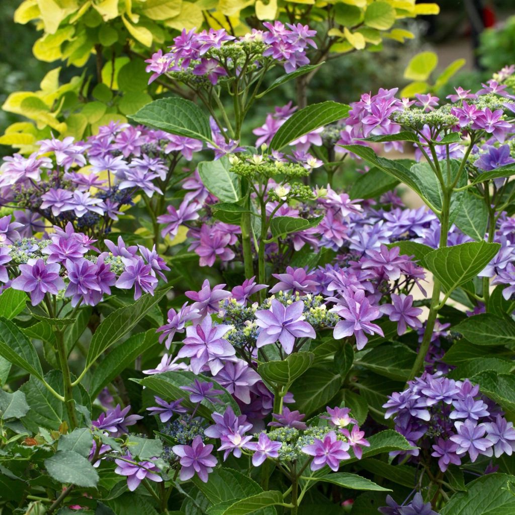 Jalohortensia Tinkerbell