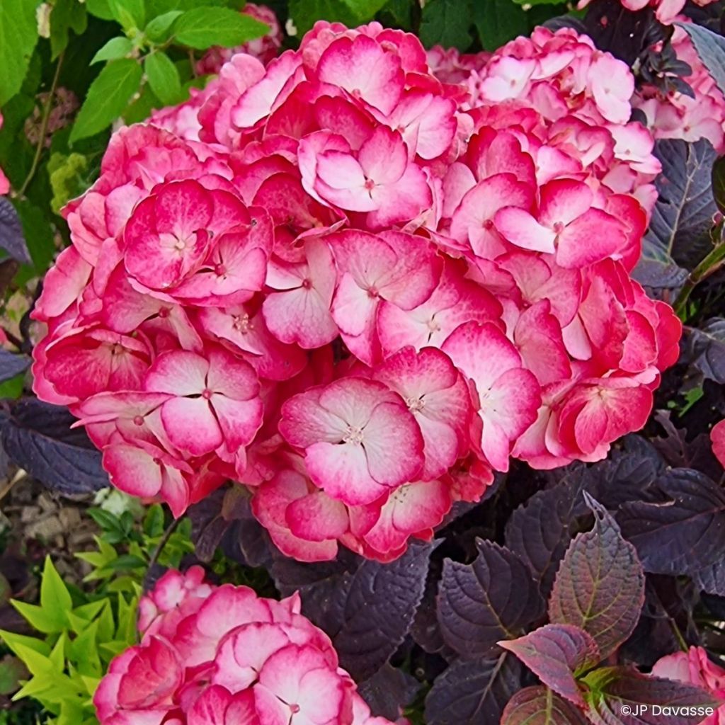 Jalohortensia Black Velvet