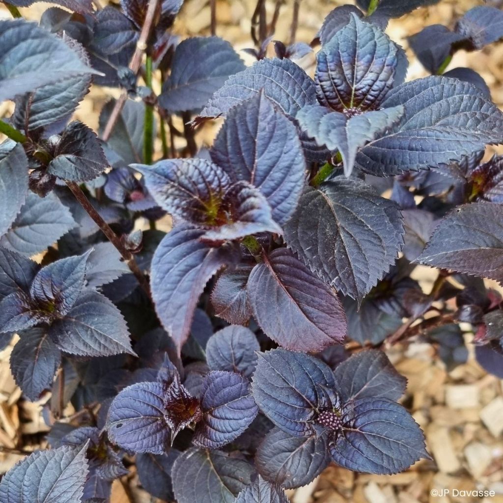 Jalohortensia Black Velvet