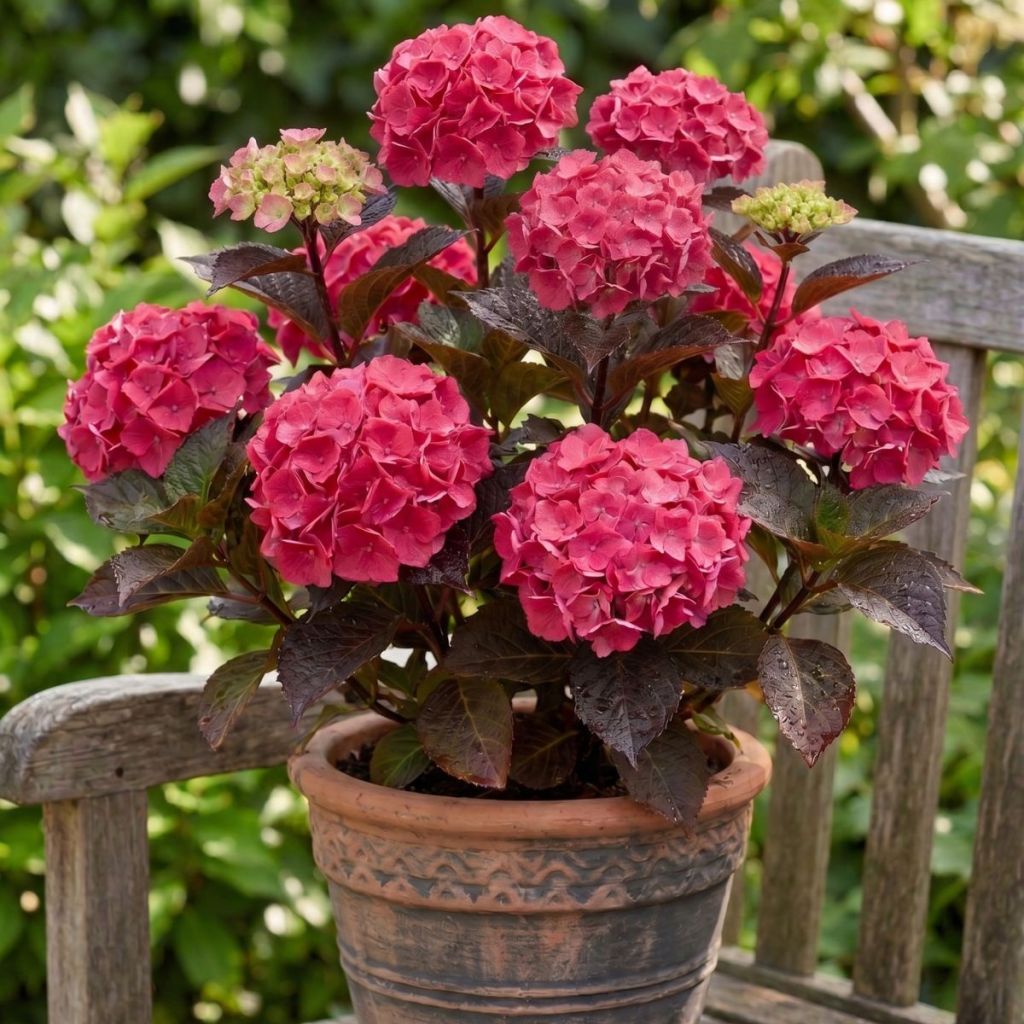 Safiirihortensia Choco Strawberry