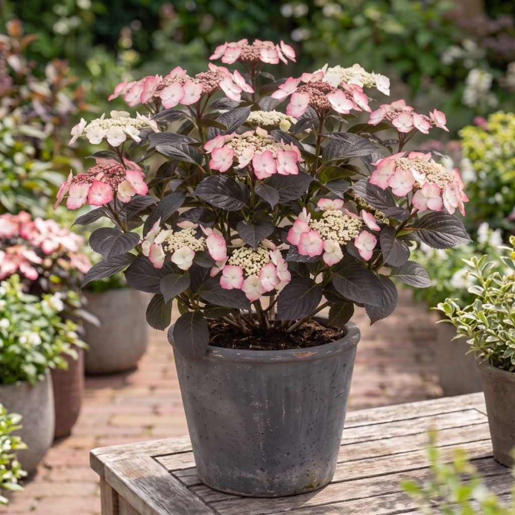 Safiirihortensia Choco White