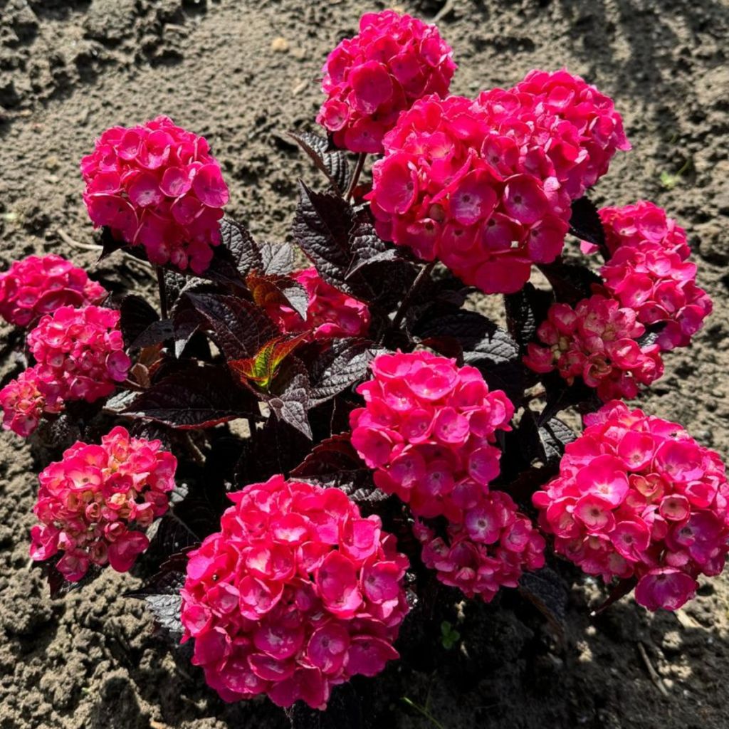 Safiirihortensia Choco Strawberry