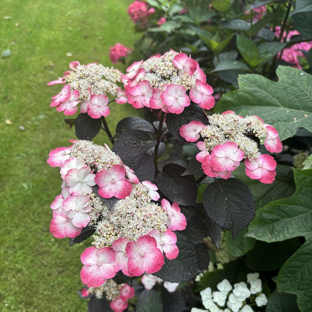 Safiirihortensia Choco White
