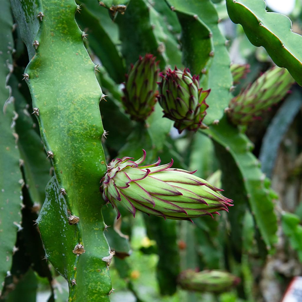 Ananasmetsäkaktus - Hylocereus megalanthus