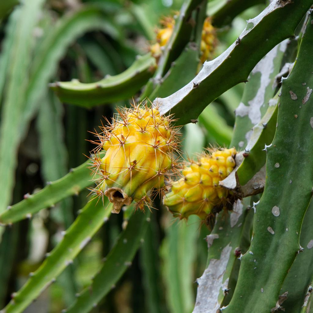 Ananasmetsäkaktus - Hylocereus megalanthus