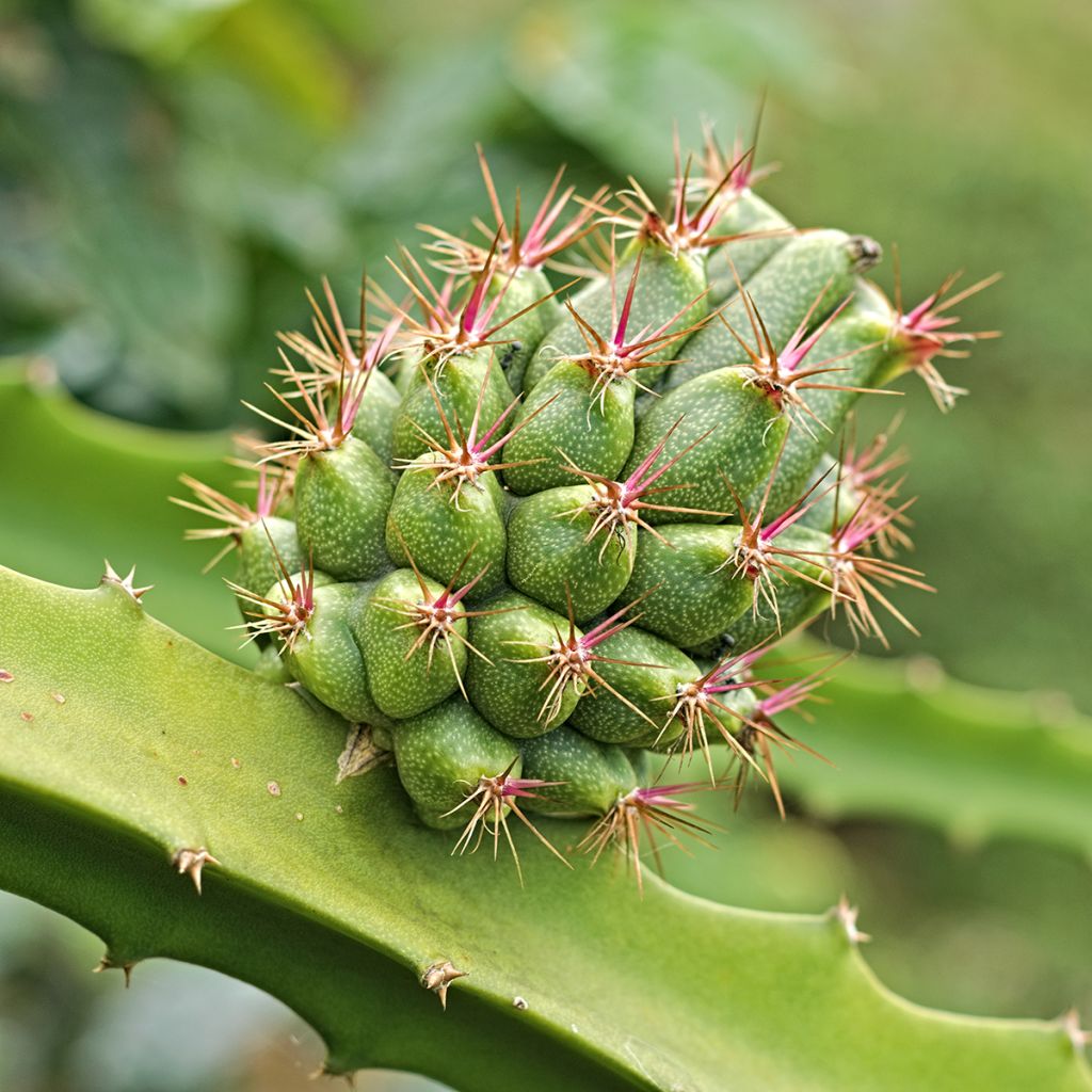 Ananasmetsäkaktus - Hylocereus megalanthus