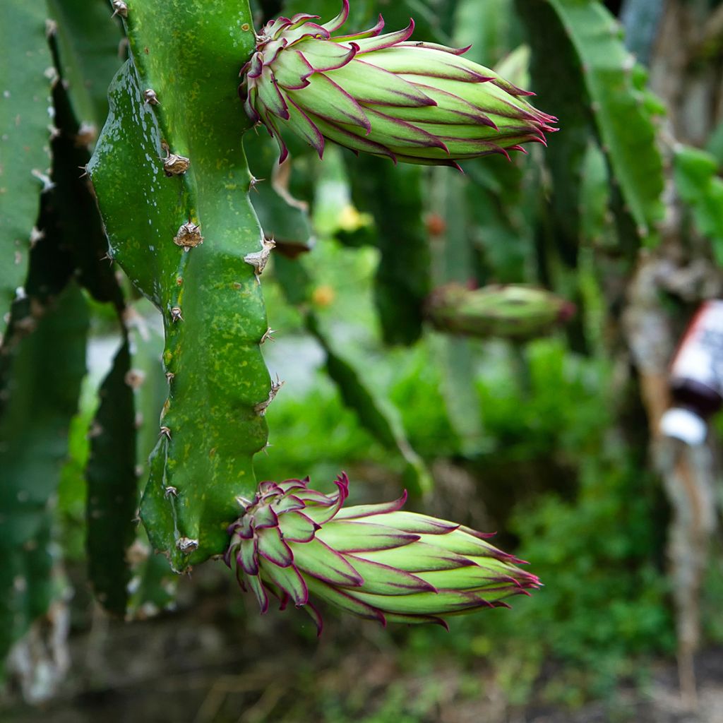 Ananasmetsäkaktus - Hylocereus megalanthus
