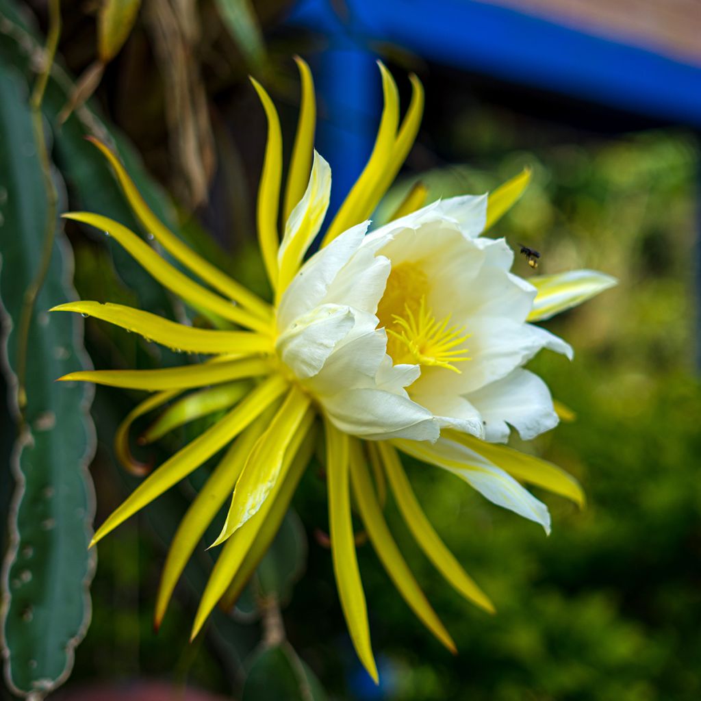 Tarhametsäkaktus - Hylocereus undatus
