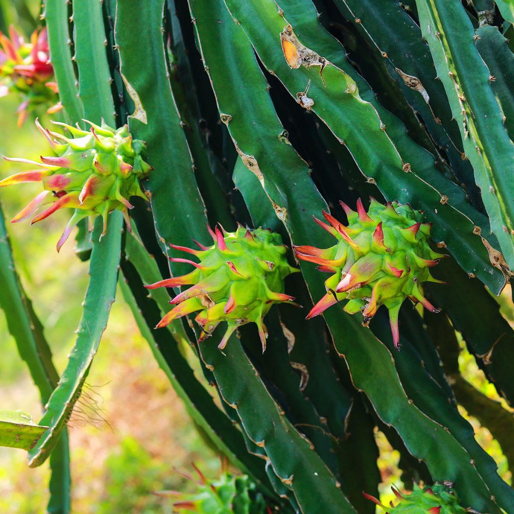 Tarhametsäkaktus - Hylocereus undatus