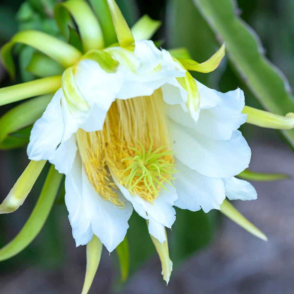 Tarhametsäkaktus - Hylocereus undatus