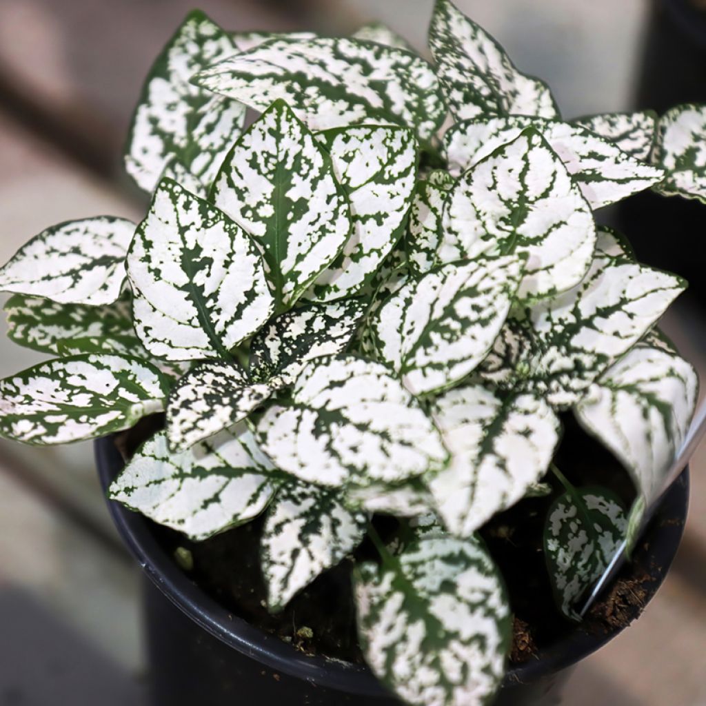 Hypoestes phyllostachya Valkoinen