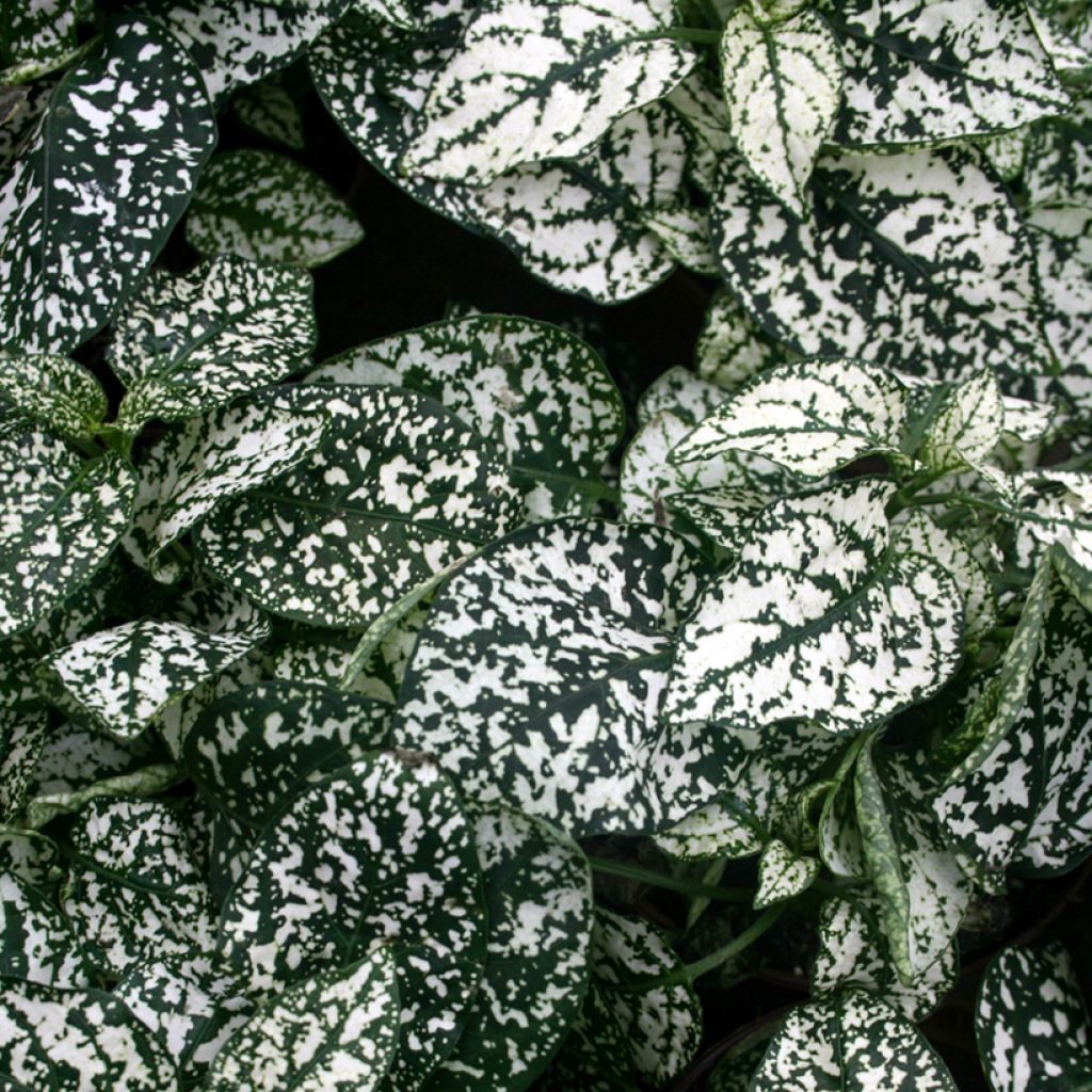 Hypoestes phyllostachya Valkoinen