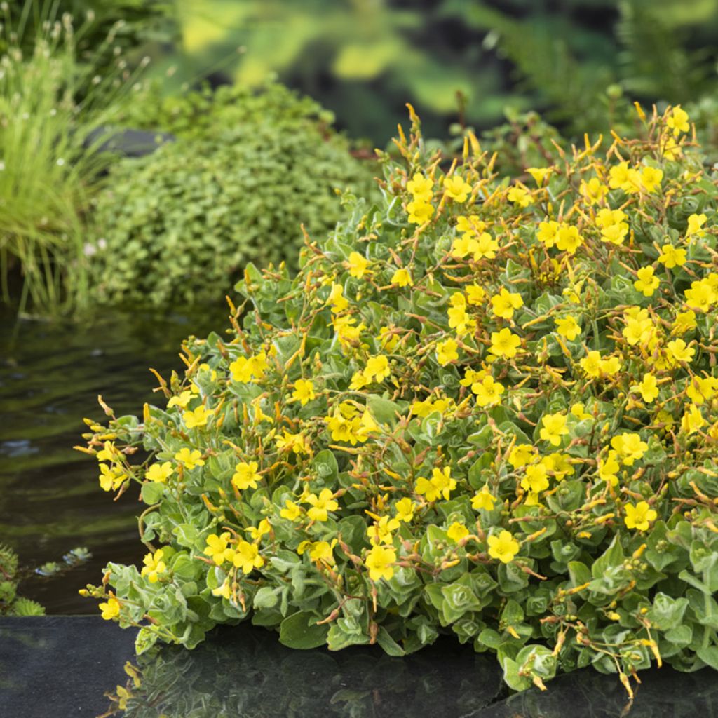 Luhtakuisma - Hypericum elodes