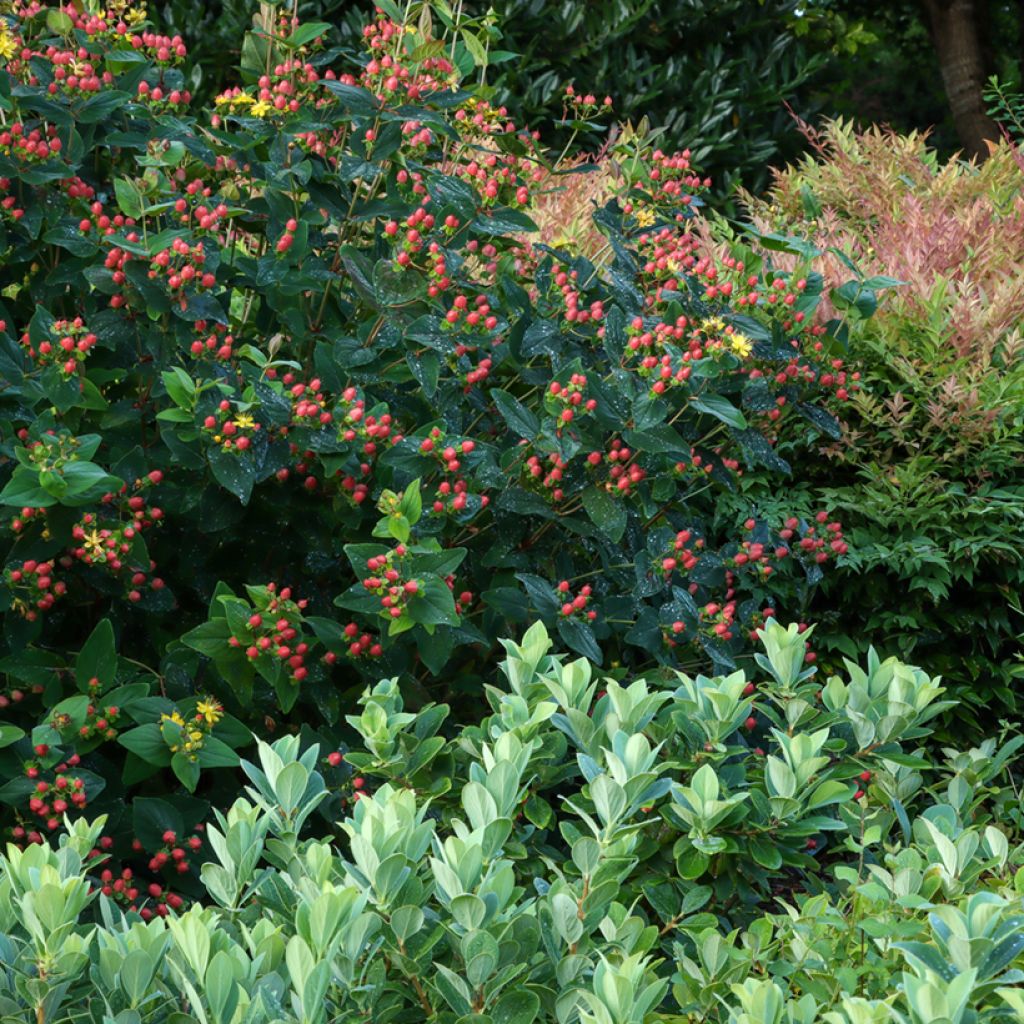 Marjakuisma Magical Red Flame