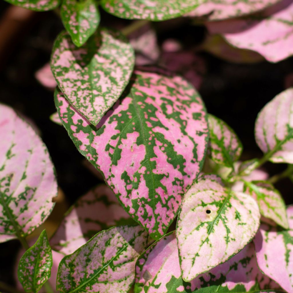 Hypoestes phyllostachya Roosa
