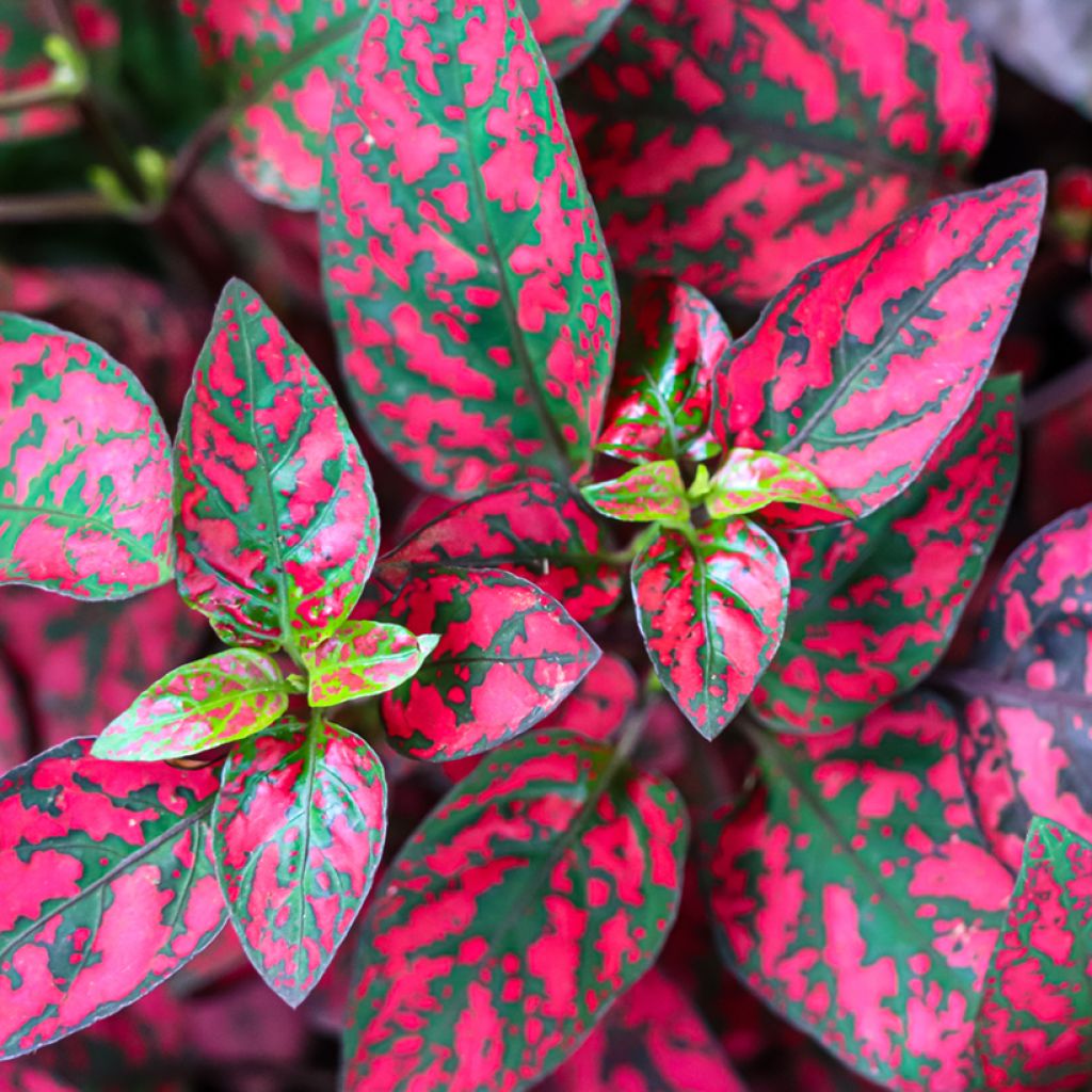 Hypoestes phyllostachya Punainen
