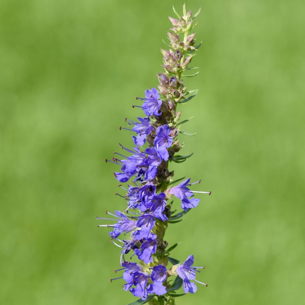 Iisoppi - Hyssopus officinalis