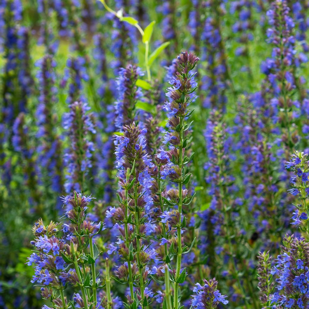 Iisoppi - Hyssopus officinalis