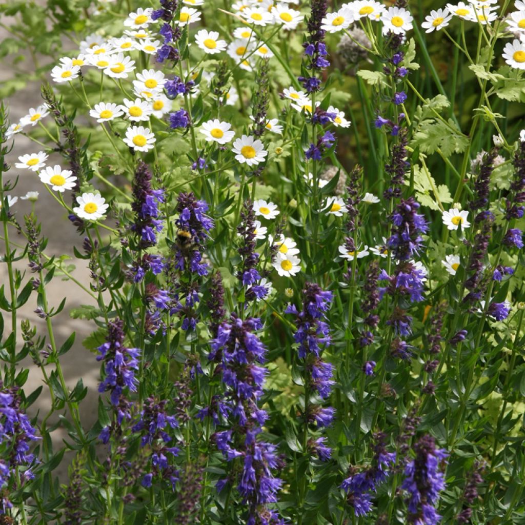 Iisoppi - Hyssopus officinalis