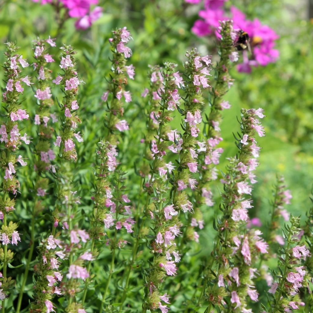 Iisoppi f. roseus