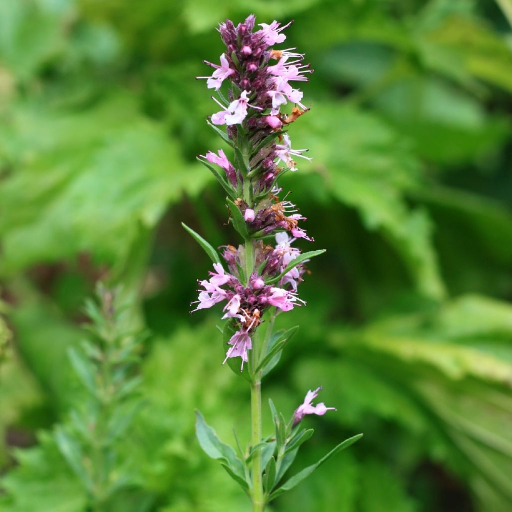 Iisoppi f. roseus