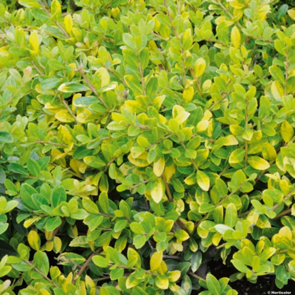 Japaninorjanlaakeri Golden Gem