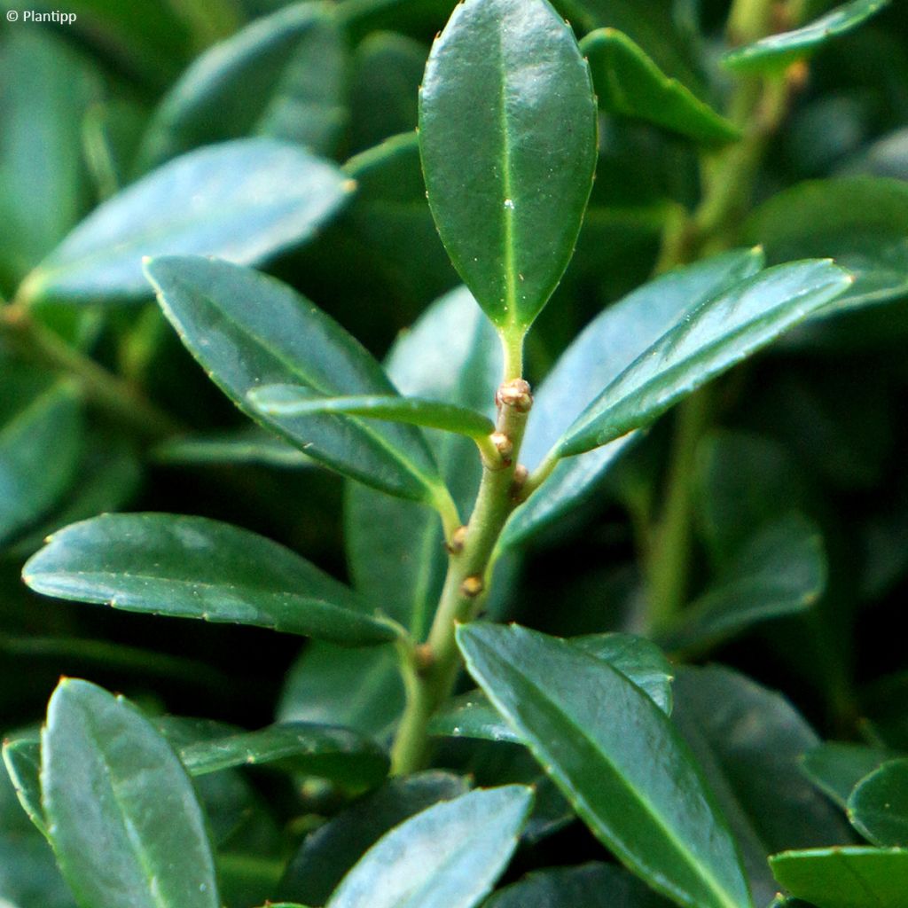 Japaninorjanlaakeri Luxus Hedge