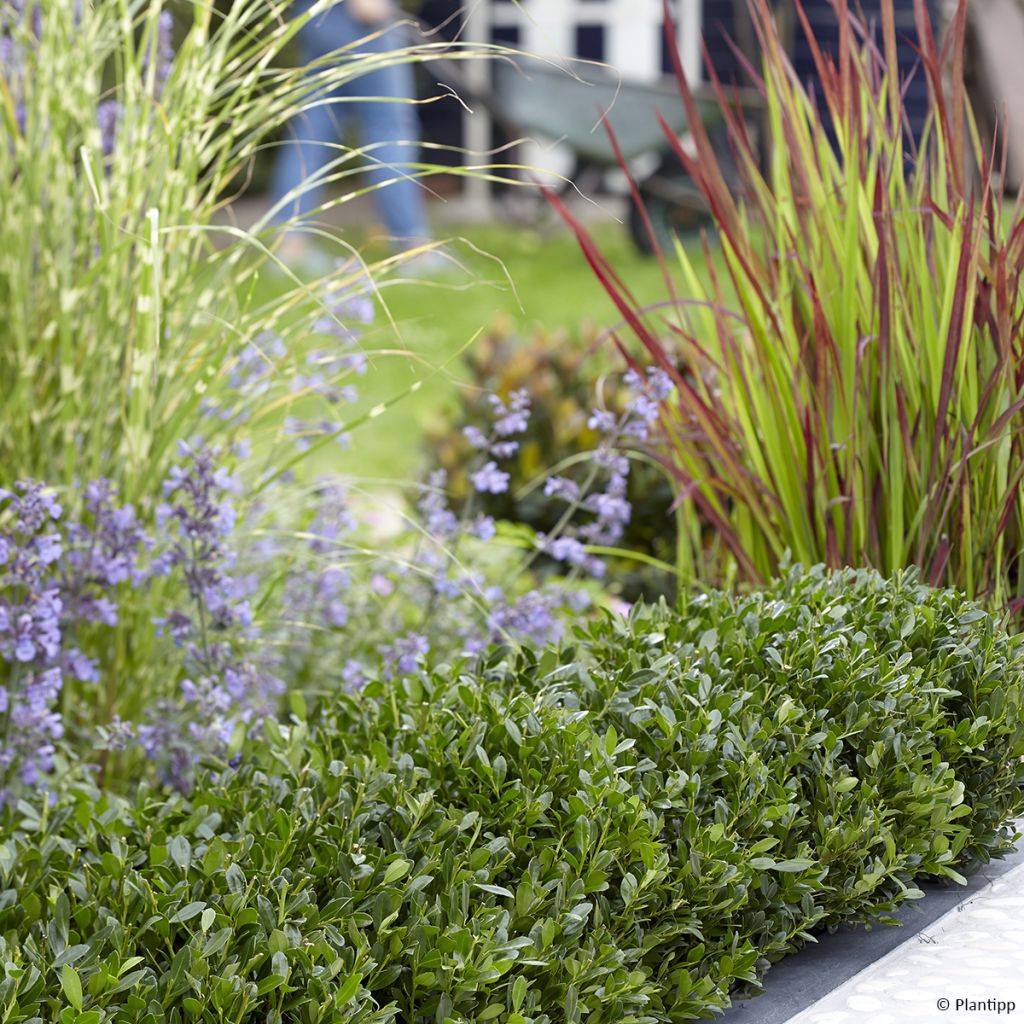 Japaninorjanlaakeri Luxus Hedge