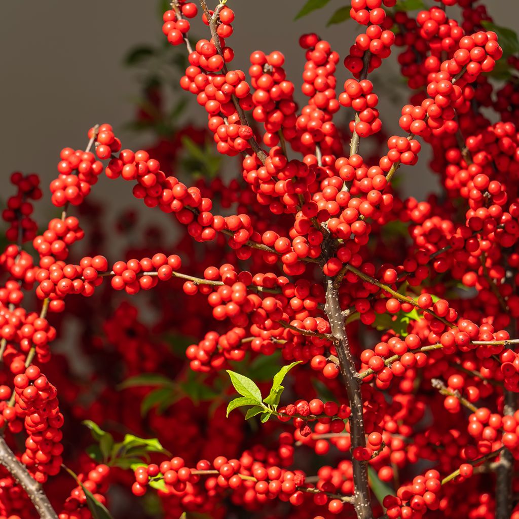 Kesälaakeri Magical Berry Winterberry
