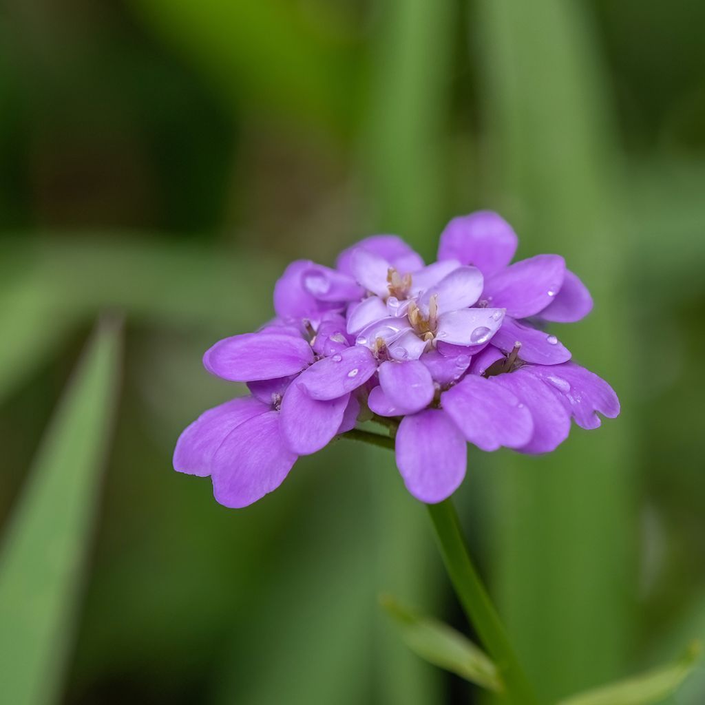 Saipo Absolutely Amethyst