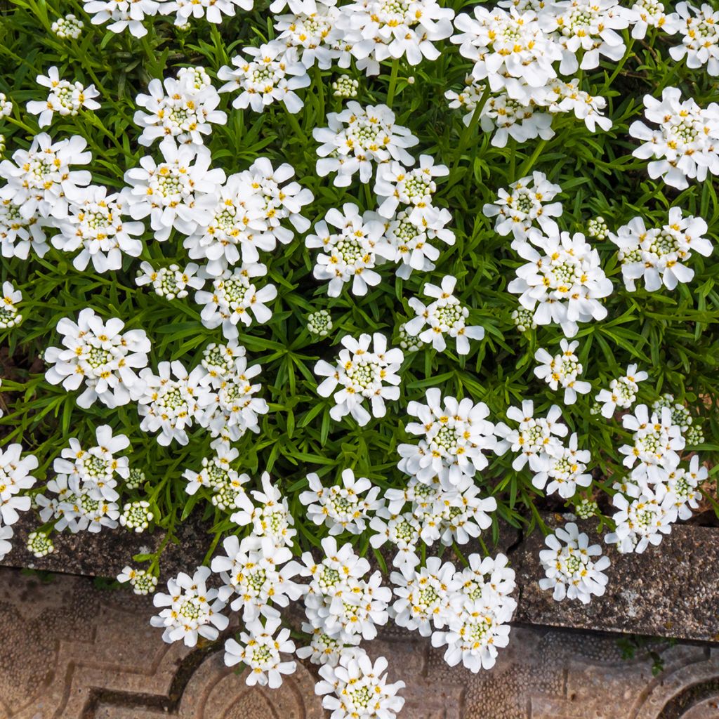 Talvisaippo Snowflake