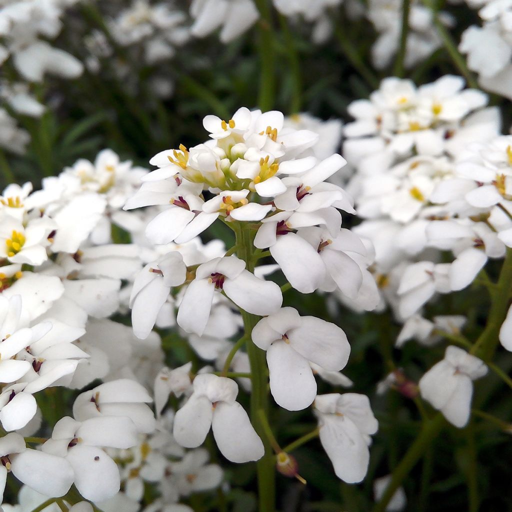 Talvisaippo Snowflake
