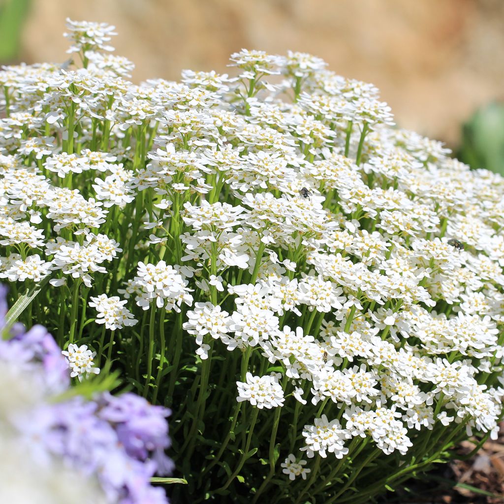 Talvisaippo - Iberis sempervirens