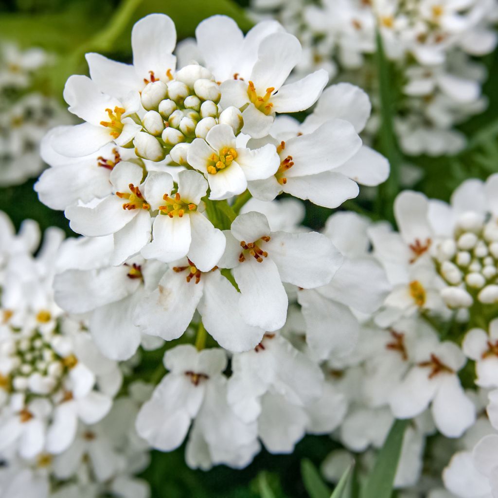 Talvisaippo - Iberis sempervirens