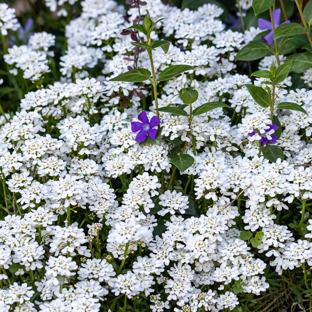 Talvisaippo - Iberis sempervirens