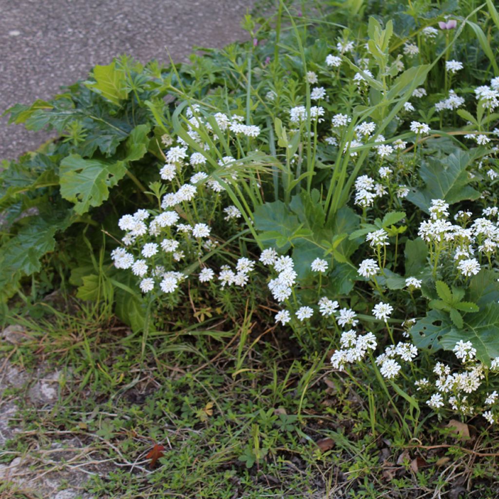 Talvisaippo - Iberis sempervirens