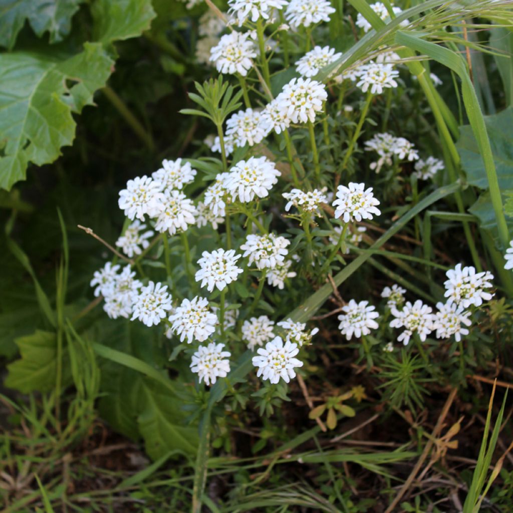 Talvisaippo - Iberis sempervirens